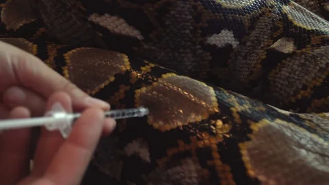 Reticulated Python (Python Reticulatus) Snake Got Injection. Veterinary Service 動画素材 105735855