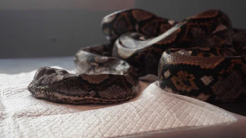Reticulated Python (Python Reticulatus) Snake on Vet Table. Veterinary Service Stock Footage 105772080