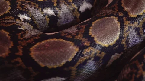 Reticulated Python (Python Reticulatus) Snake Body Close Up View Stock Footage 105772395