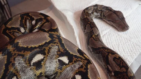 Reticulated Python (Python Reticulatus) Snake on Vet Table. Veterinary Service Stock Footage 105772494