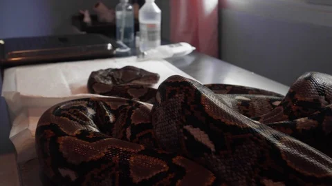 Reticulated Python (Python Reticulatus) Snake on Vet Table. Veterinary Service Stock Footage 105782765