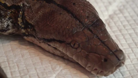 Reticulated Python (Python Reticulatus) Snake on Vet Table. Veterinary Service Stock Footage 105782896