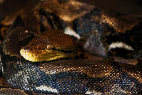 Reticulated python (python reticulatus), zoo, bali, indonesia Foto stock