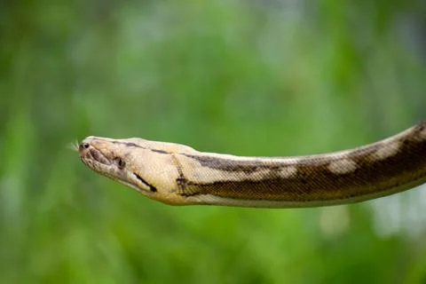 Reticulated python with rare tiger mottle platinum sunfire coloration Photos