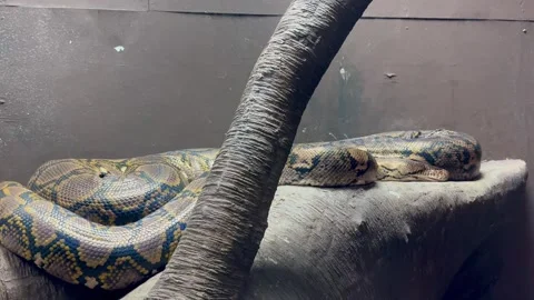 Reticulated python resting motionlessly on a rock Stock Footage 312561607