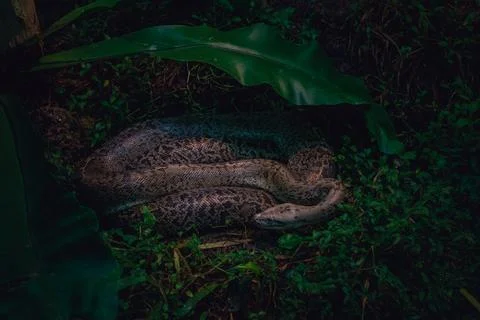 Reticulated Python Resting Under Tropical Foliage Foto stock