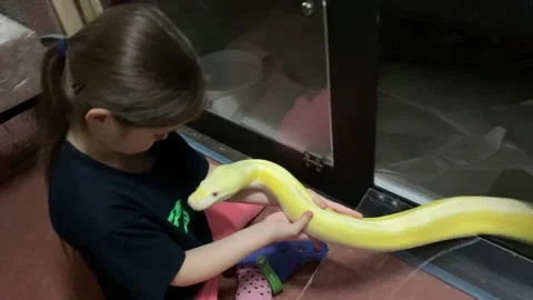 Reticulated Python Rests on Her Favorite Human, Surrey. UK - 02 Dec 2020 스톡 동영상 205329621