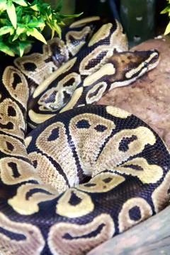 Reticulated python as ring closeup in zoo Photos