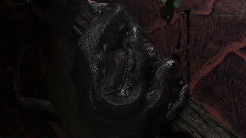 Reticulated Python (Sanca Kembang / Ular sawah) Video stock 119051148