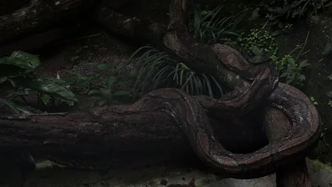 Reticulated Python (Sanca Kembang / Ular sawah) Vídeos de archivo 119051598