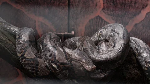 Reticulated Python (Sanca Kembang / Ular sawah) Stock Footage 119435078