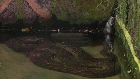 Reticulated Python (Sanca Kembang / Ular sawah) Video stock 119435175