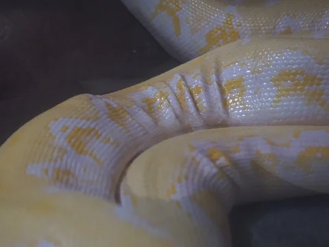 Reticulated Python Scales Wildlife, Arizona MAH00099 Stockbeeldmateriaal 119498171