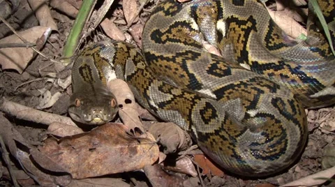 Reticulated Python smelling with tongue on the ground in the night Vidéo 56687225