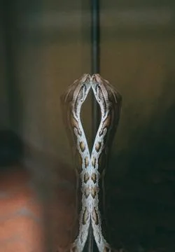 Reticulated python Snake of Borneo  Python reticulatus 库存照片