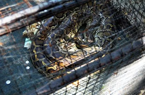 Reticulated python snake in cages of Zoo and Aquarium Bueng Chawak Chalermphr Stockfoto's
