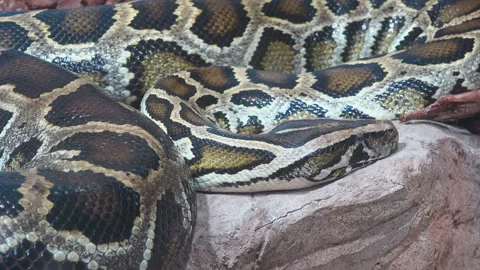 Reticulated python snake close detail Stock-Footage 255357545