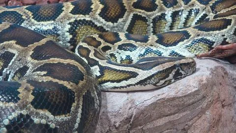 Reticulated python snake close detail Stock Photos