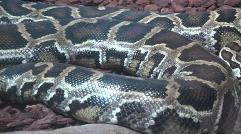 Reticulated python snake detail Stock Footage 67370216