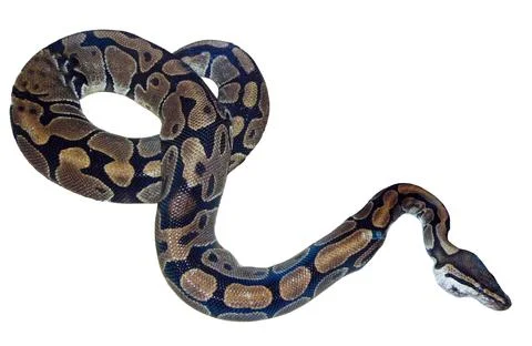 Reticulated python snake isolated on white Photos