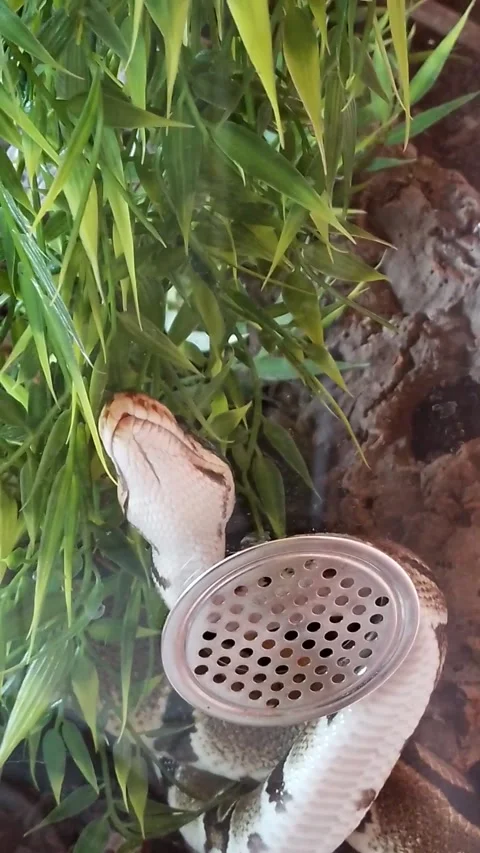 Reticulated python snake in its vivarium Video stock 313624688