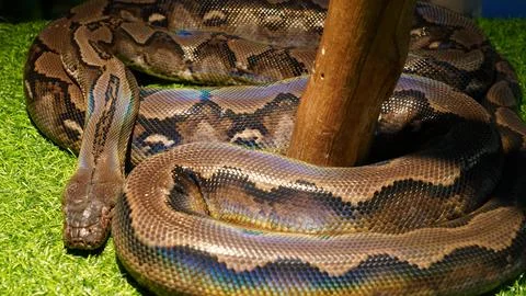 Reticulated Python Snake Portrait Closeup Reptile 写真素材