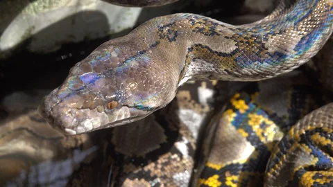 Reticulated python snake in South Asia Stock Footage 129844425