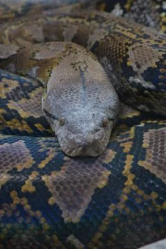 Reticulated python snake in a terrarium - Python reticulatus Stock Photos
