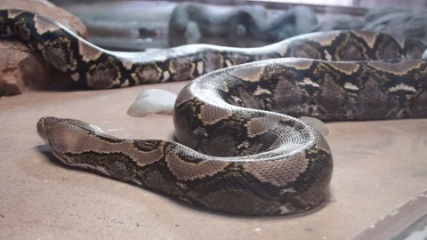 Reticulated Python, Southeast Asia C0116 Stock Footage 89312042