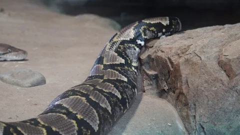 Reticulated Python, Southeast Asia  C0117 库存影片 89312399