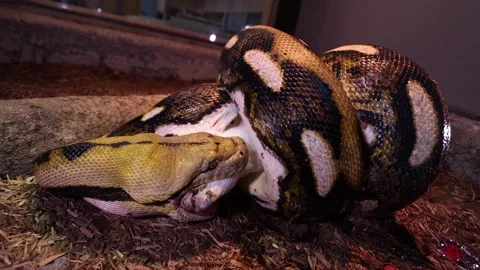 Reticulated python starting to swallow baby goat head slomo Stock Footage 149427807