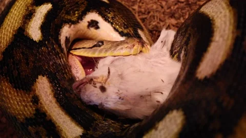 Reticulated python strangling and biting baby goat closeup Stock Footage 149427823