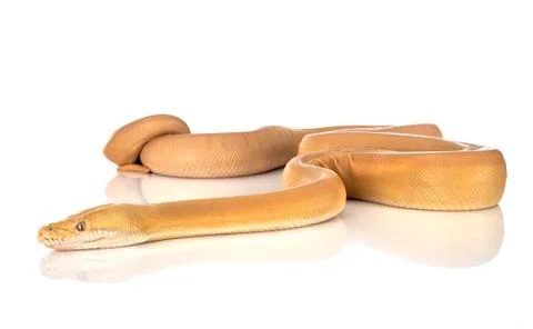 Reticulated python in studio Stock Photos