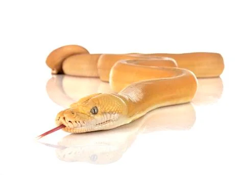 Reticulated python in studio Stock Photos