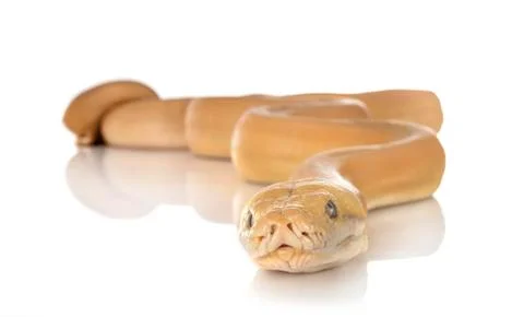 Reticulated python in studio 写真素材