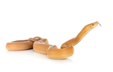 Reticulated python in studio Stock Photos