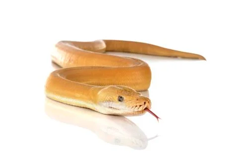 Reticulated python in studio Foto stock