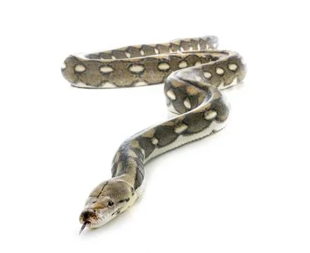 Reticulated python in studio Foto stock