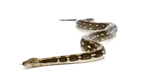 Reticulated python in studio Foto stock