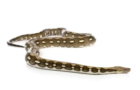 Reticulated python in studio Stockfoto's