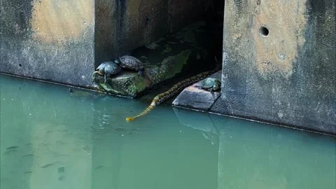 Reticulated Python Swimming In Concrete Canal, With Red-eared Sliders Perched Stock Footage 333706097