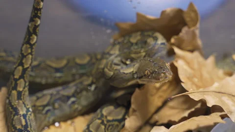 Reticulated python in terrarium Stock Footage 98544838