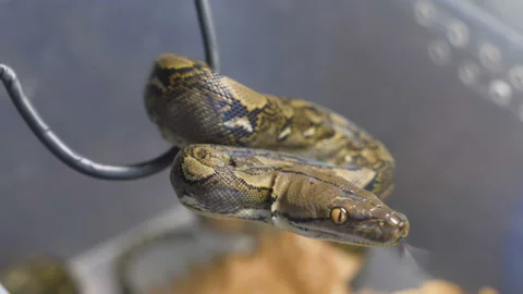 Reticulated python in terrarium Video stock 98545241