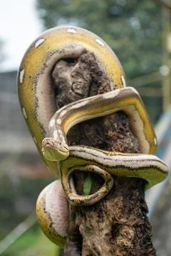 Reticulated python with tiger, mottle, platinum, and sunfire mutations Stock Photos