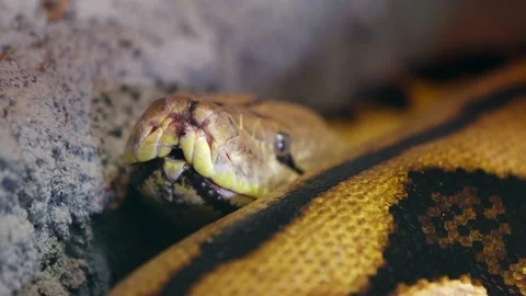 Reticulated python tongue flicking slow motion closeup Stock Footage 149427801