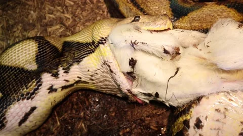 Reticulated python uses neck muscles to pull goat in then takes bigger Stock Footage 149427819