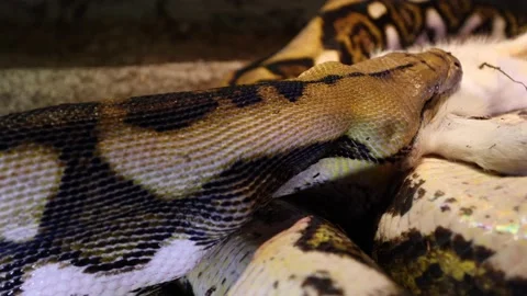 Reticulated python using neck muscles to swallow baby goat slomo closeup Stock Footage 149427833