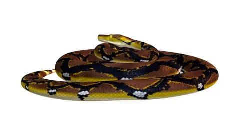 Reticulated Python on White Illustrazione stock
