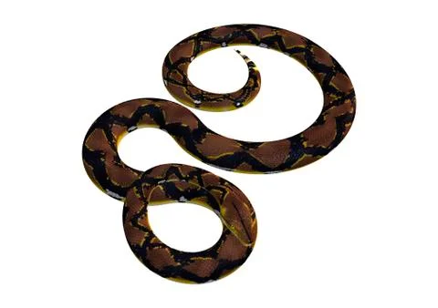 Reticulated Python on White Stock Illustration