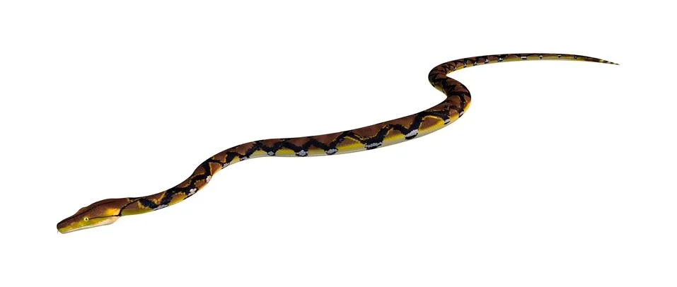 Reticulated Python on White Stock Illustration